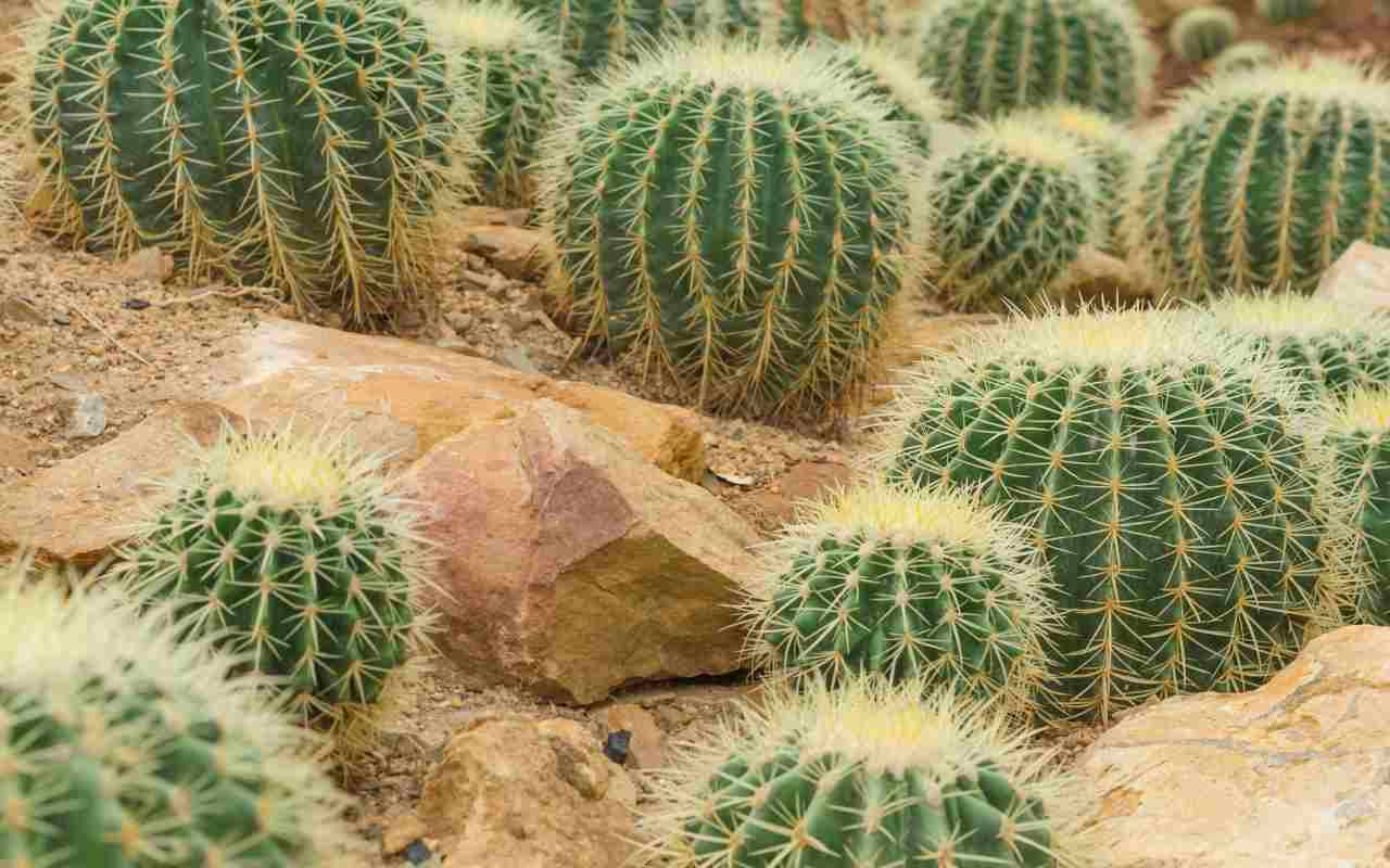 cactus