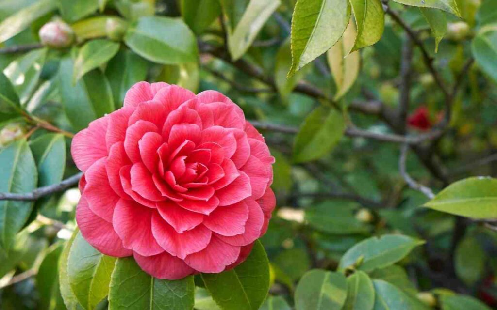 camelia