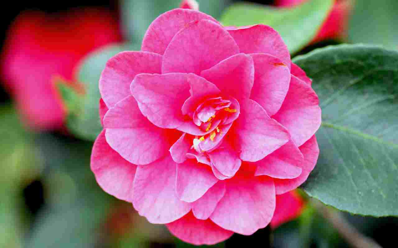 camelia