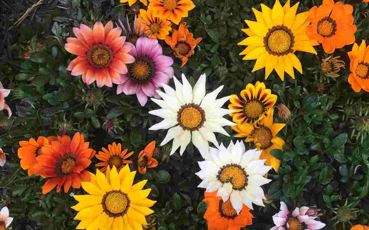 gazania