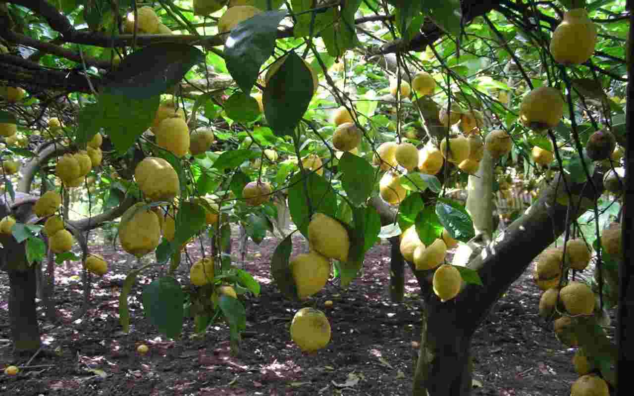 albero di limoni