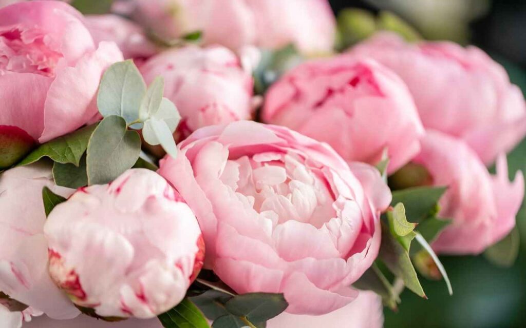 fiori-peonie-