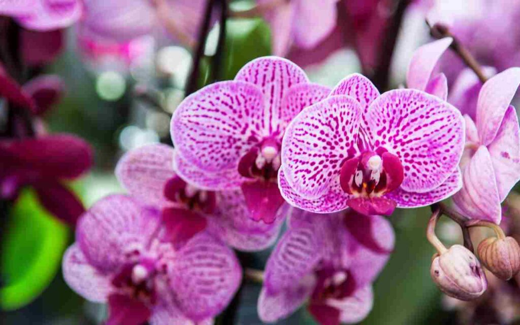 orchidee