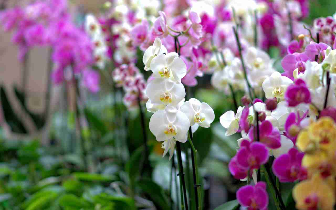 orchidee