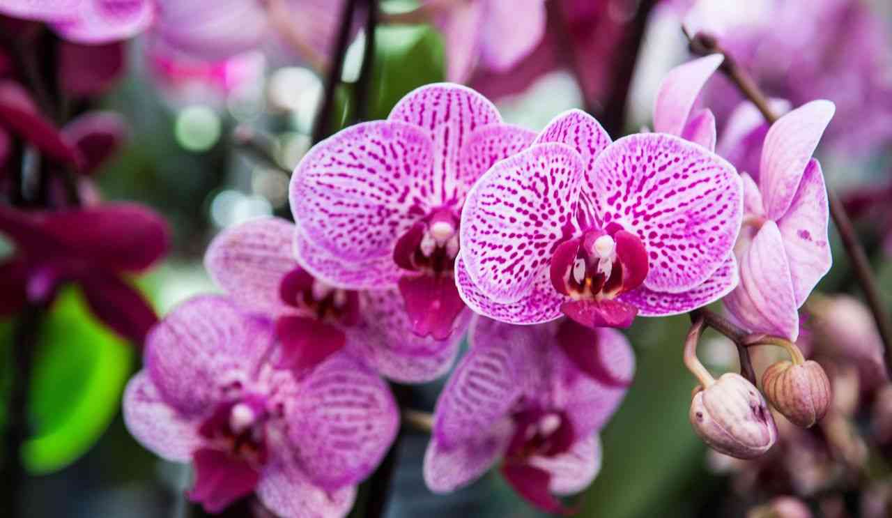 spezia segreta per le orchidee