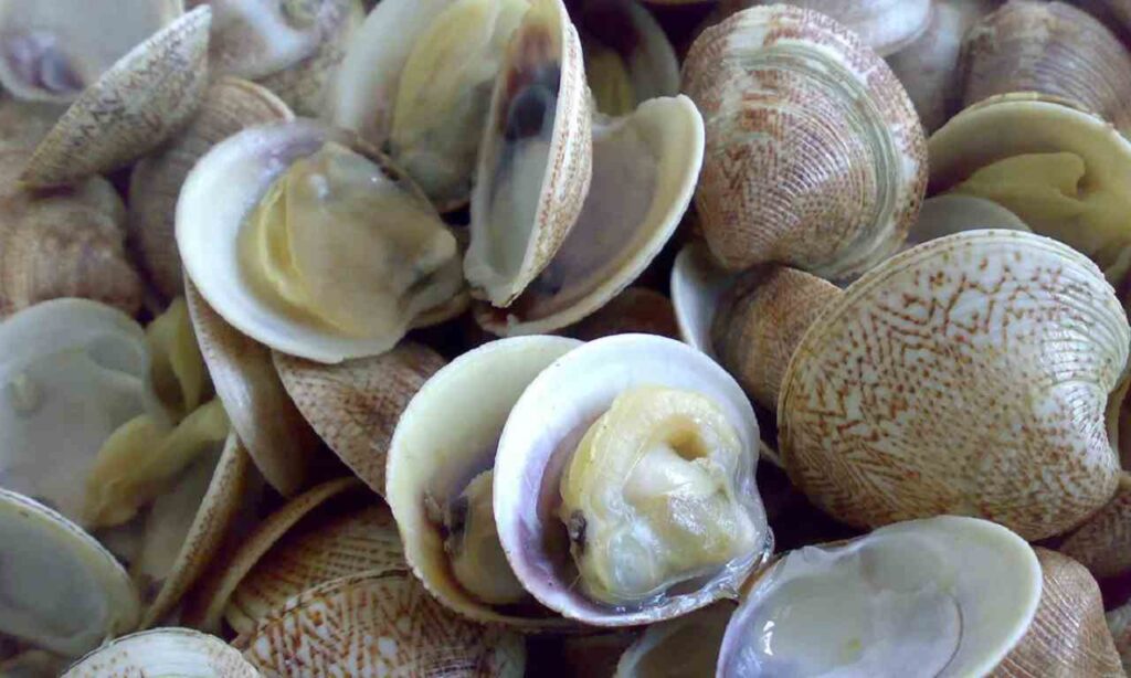 vongole sono crostacei