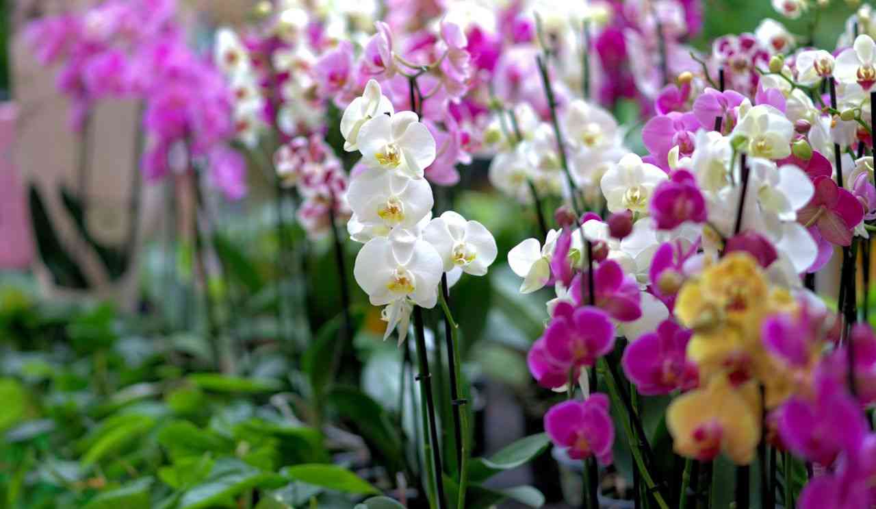 orchidee perfette